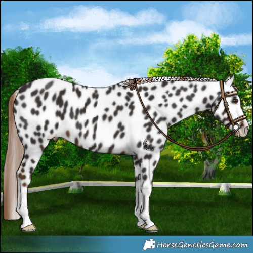 Horse Color:Liver Chestnut Leopard 