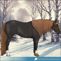 Horse Color:Liver Chestnut 