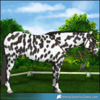 Horse Color:Liver Chestnut Appaloosa 