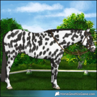 Horse Color:Liver Chestnut Leopard 