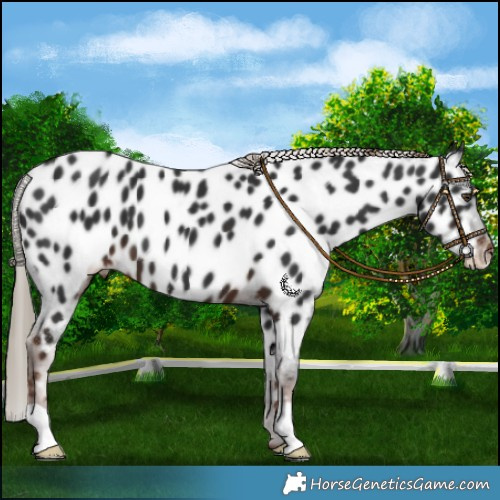 Horse Color:Liver Chestnut Near Leopard 