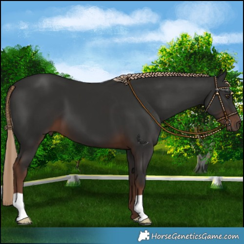 Horse Color:Liver Chestnut 