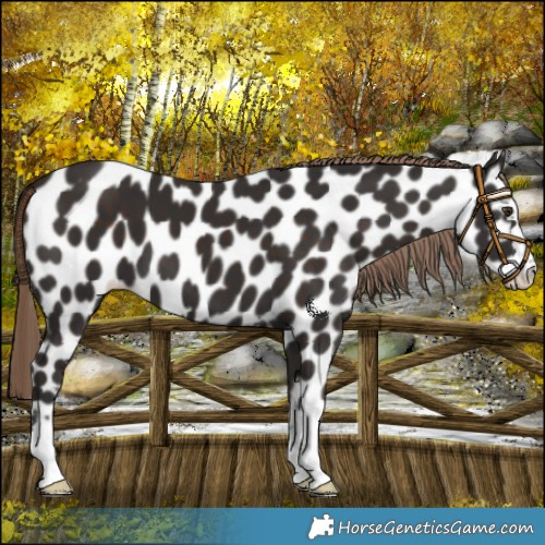 Horse Color:Liver Chestnut Leopard 