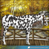 Horse Color:Liver Chestnut Appaloosa 