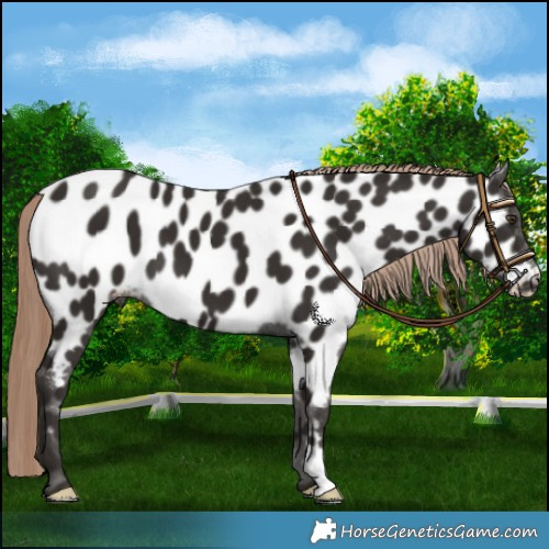 Horse Color:Liver Chestnut Near Leopard 