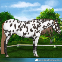 Horse Color:Liver Chestnut Appaloosa 