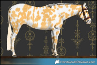 Horse Color:Palomino Leopard