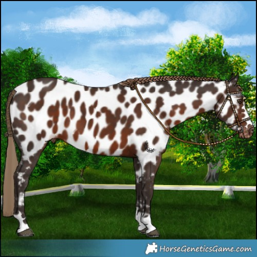 Horse Color:Liver Chestnut Near Leopard 