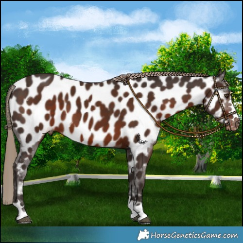 Horse Color:Liver Chestnut Near Leopard 