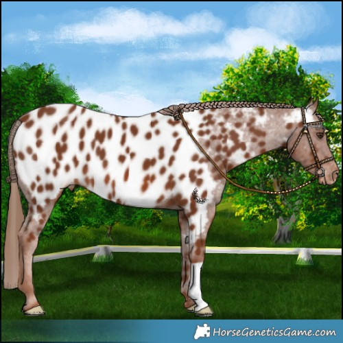 Horse Color:Chestnut Near Leopard 