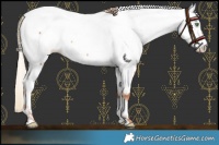 Horse Color:Gold Champagne Fewspot 