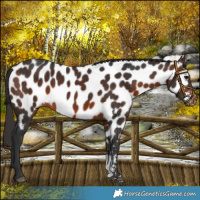 Horse Color:Brown Sabino Near Leopard