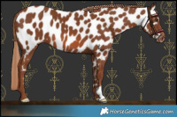 Horse Color:Chestnut Near Leopard 