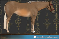 Horse Color:Chocolate Palomino 