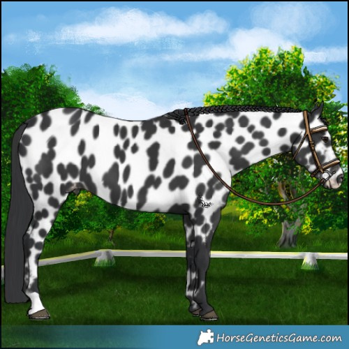 Horse Color:Black Leopard 