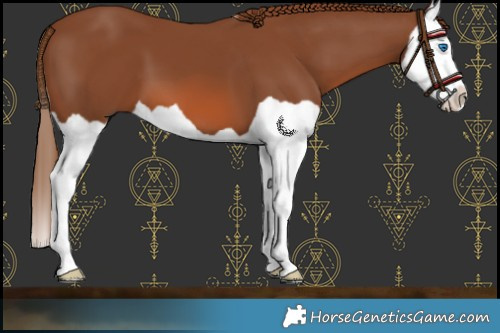 Horse Color:Chestnut Splash 