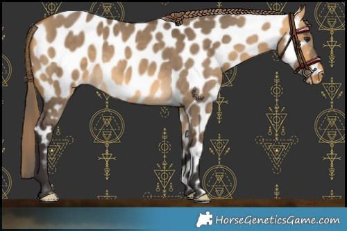 Horse Color:Buckskin Dun Appaloosa