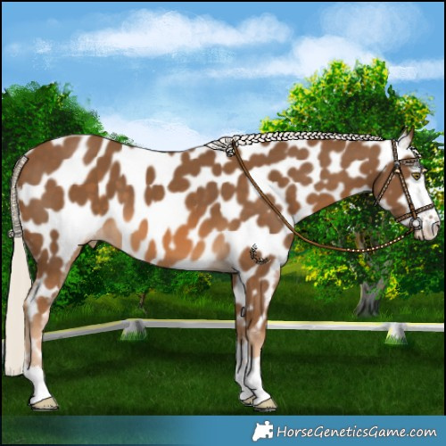 Horse Color:Chocolate Palomino Near Leopard 