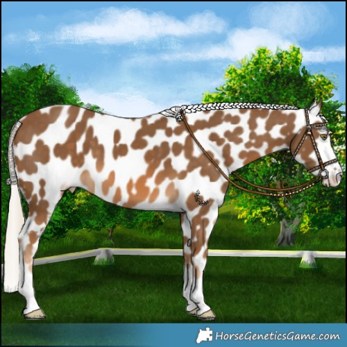 Horse Color:Chocolate Palomino Near Leopard 