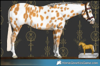 Horse Color:Gold Cream Champagne Appaloosa