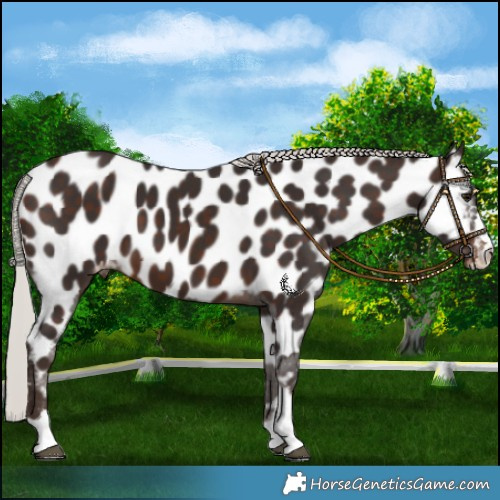 Horse Color:Silver Brown Near Leopard 