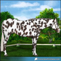 Horse Color:Silver Brown Near Leopard