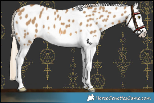 Horse Color:Chocolate Palomino Dun Splash Appaloosa