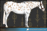 Horse Color:Chocolate Palomino Dun Splash Near Leopard