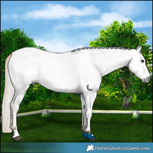 Horse Color:Gray Chocolate Palomino Near Fewspot 