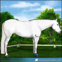 Horse Color:Gray Chocolate Palomino Near Fewspot 