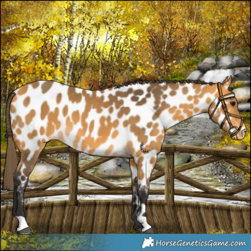 Horse Color:Buckskin Appaloosa 