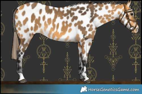 Horse Color:Buckskin Appaloosa 