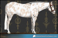 Horse Color:Cremello Near Leopard