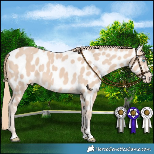 Horse Color:Perlino Appaloosa 
