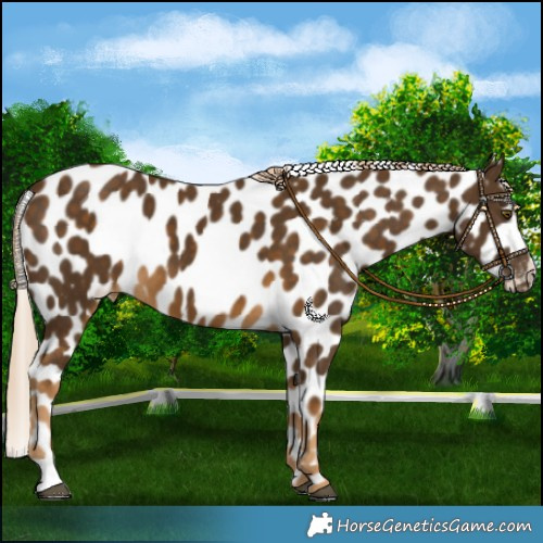 Horse Color:Chocolate Palomino Near Leopard 