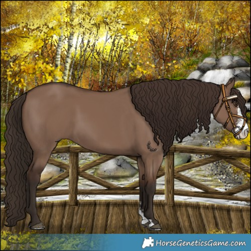 Horse Color:Liver Red Dun Sabino 