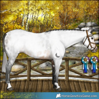 Horse Color:Gray Buckskin Near Leopard