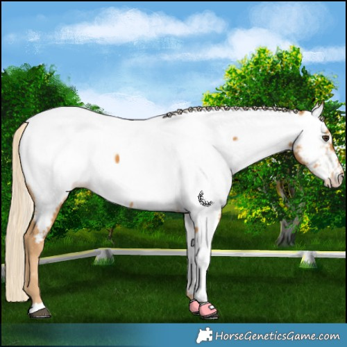 Horse Color:Palomino Near Fewspot Rabicano 