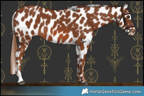 Horse Color:Chestnut Leopard 