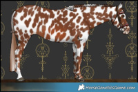 Horse Color:Chestnut Leopard