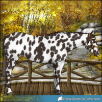 Horse Color:Liver Chestnut Leopard 