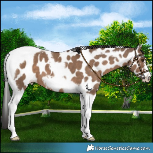 Horse Color:Liver Red Dun Tobiano Frame Leopard 
