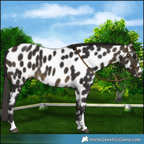 Horse Color:Buckskin Near Leopard 