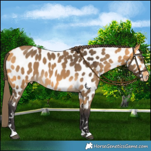 Horse Color:Buckskin Near Leopard 