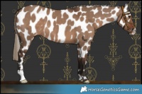Horse Color:Liver Red Dun Near Leopard 