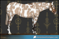 Horse Color:Liver Red Dun Near Leopard