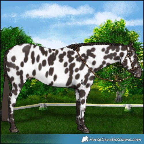 Horse Color:Liver Chestnut Near Leopard 