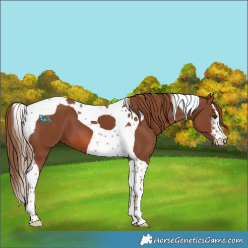 Horse Color:White Spotted Chestnut Tobiano 