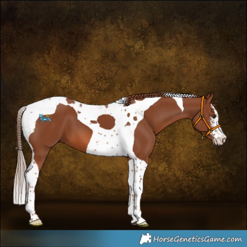 Horse Color:White Spotted Chestnut Tobiano 