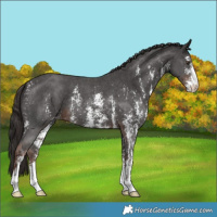 Horse Color:Liver Chestnut Sabino 